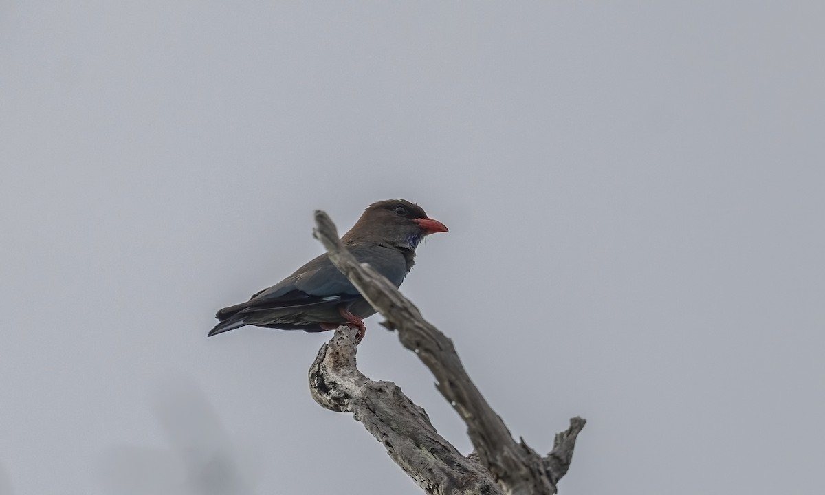 Dollarbird - ML647579763