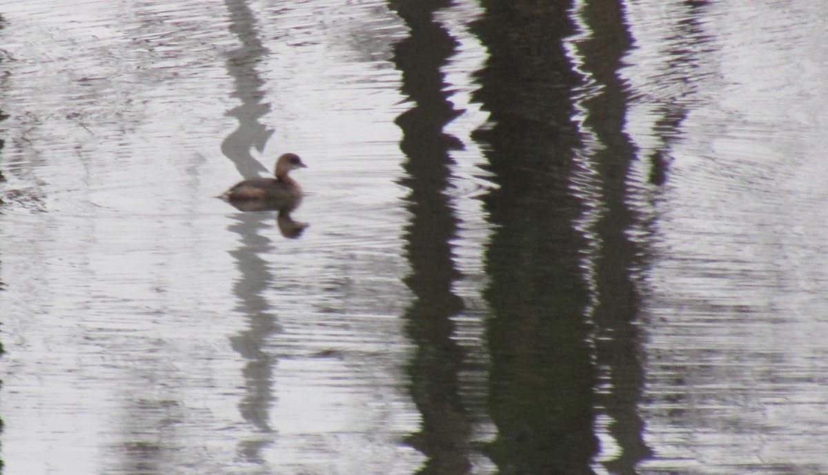 Txilinporta mokolodia - ML647579765