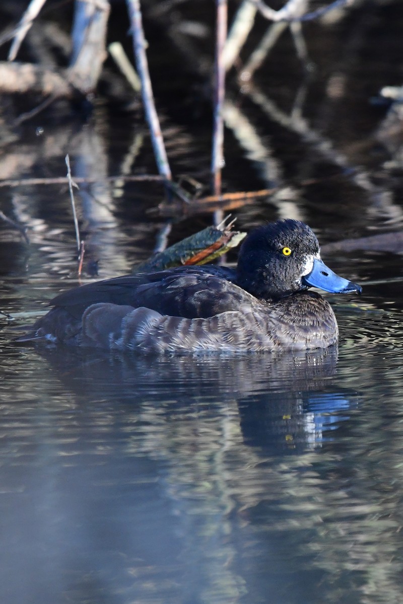 Murgilari mottoduna - ML647579766