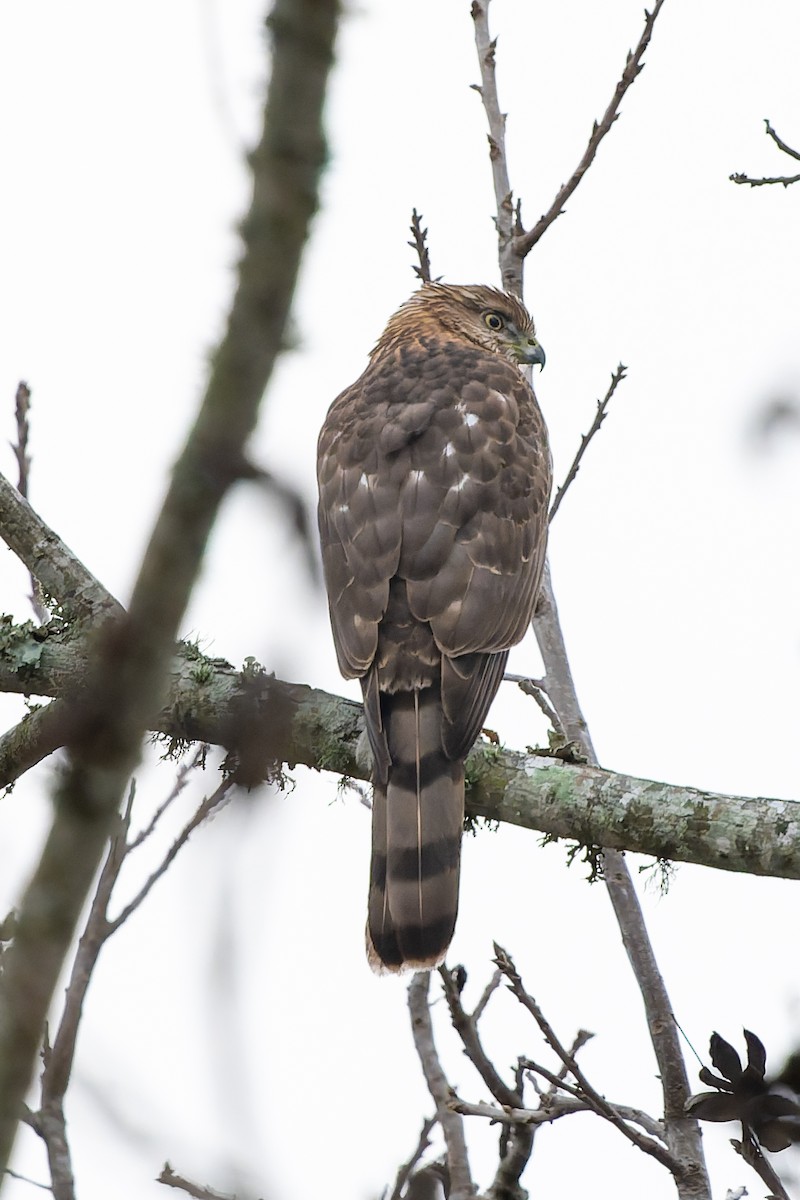 Cooper's Hawk - ML647579767