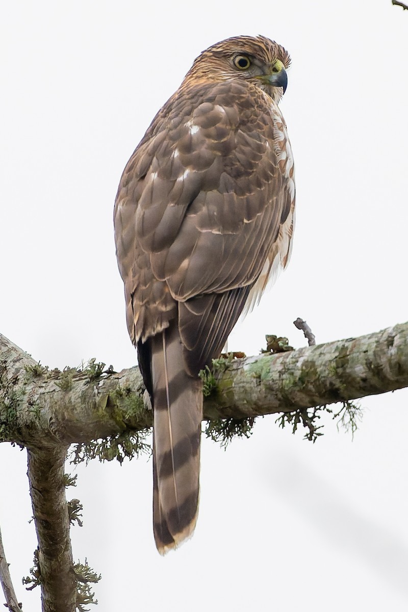 クーパーハイタカ - ML647579768