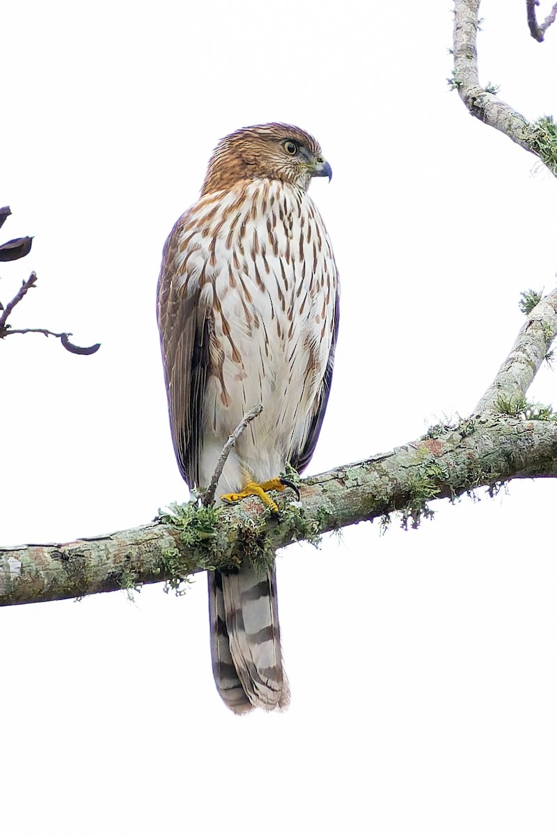 Cooper's Hawk - ML647579769