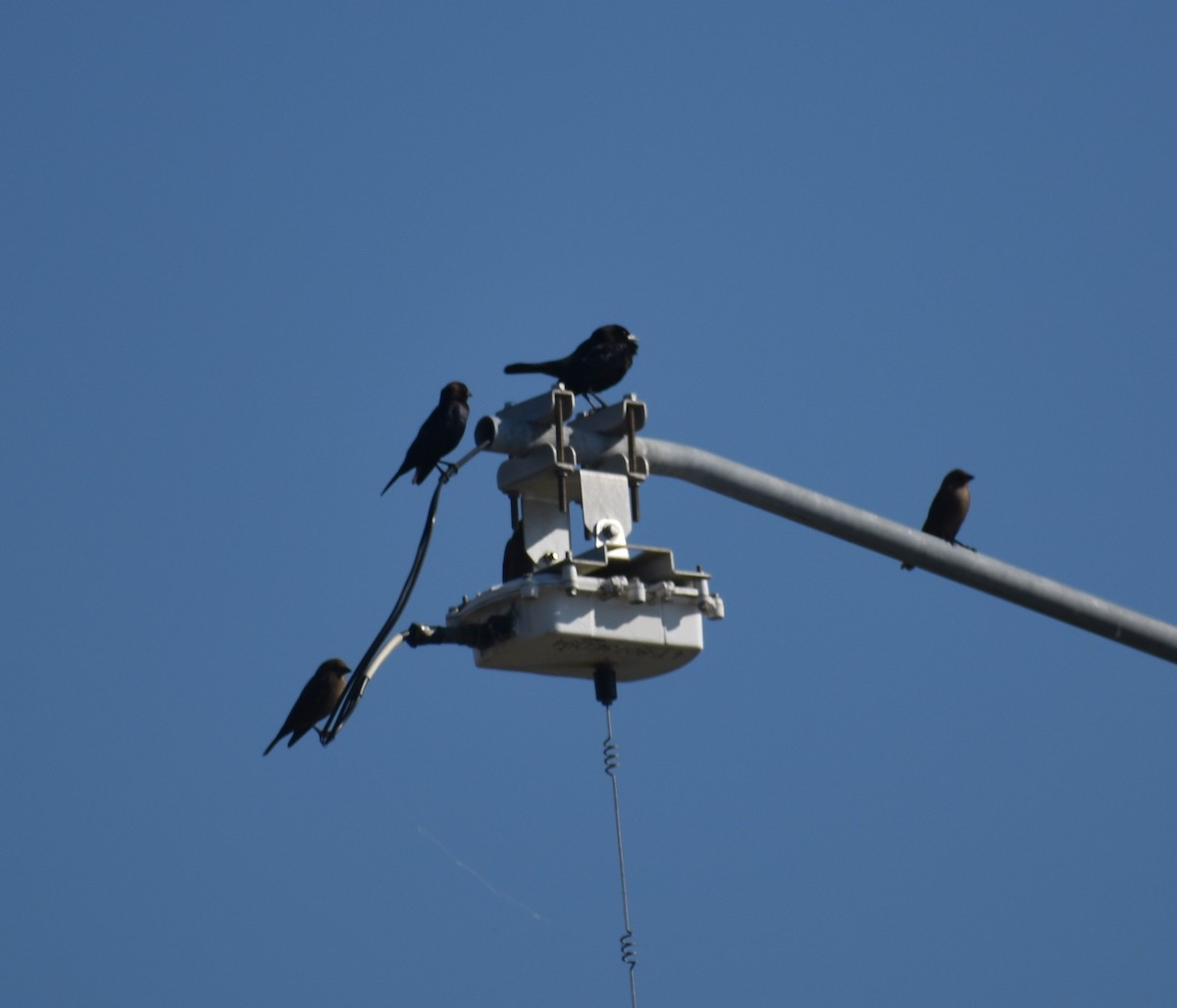 Bronzed Cowbird - ML647579773