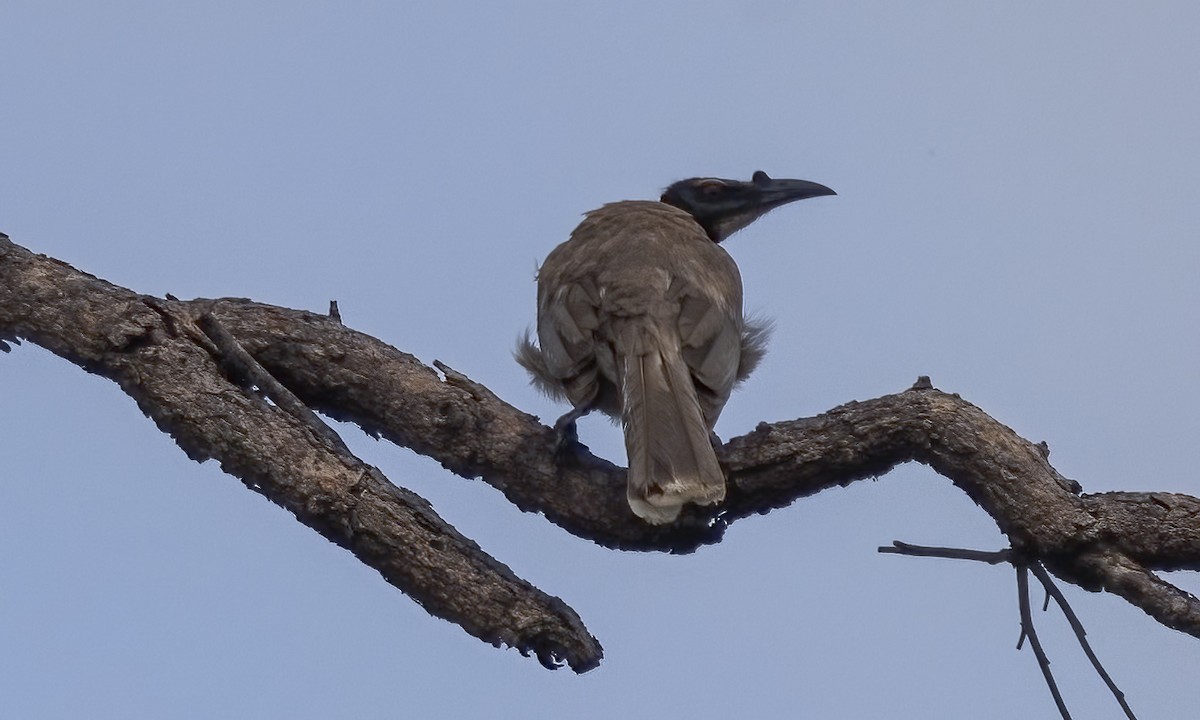 Noisy Friarbird - ML647579774