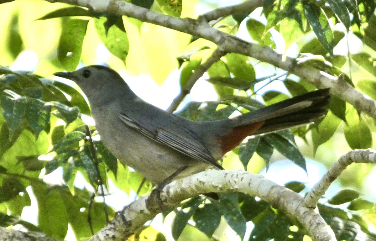 Gray Catbird - ML647579810