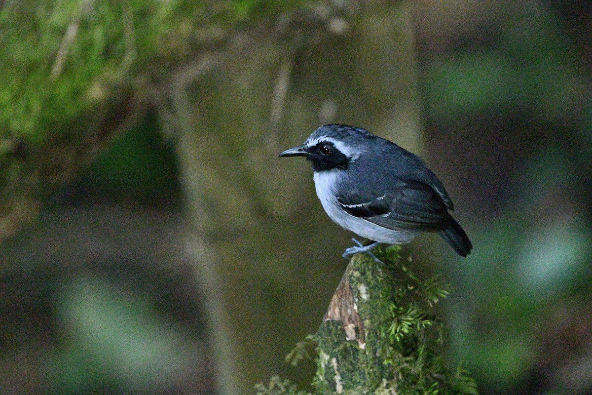 Black-faced Antbird - ML647579811