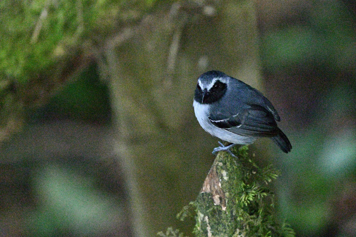Black-faced Antbird - ML647579812
