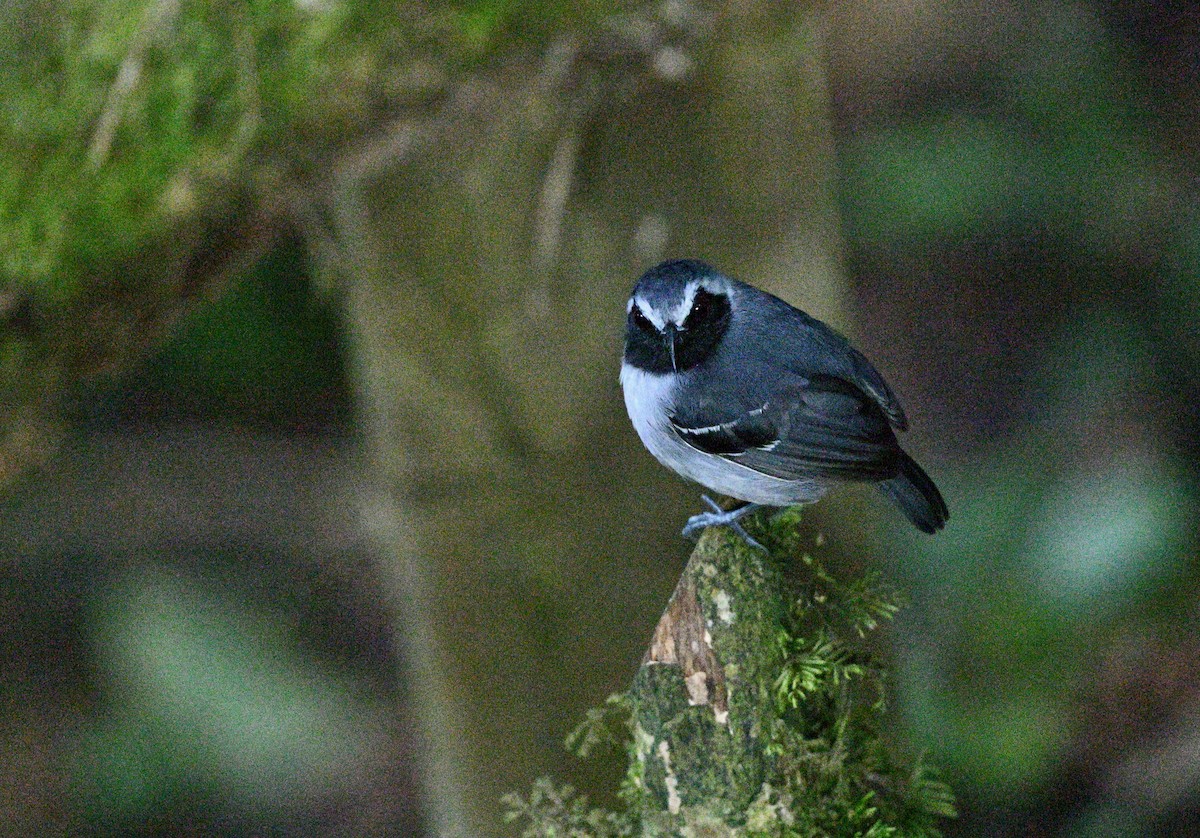 Black-faced Antbird - ML647579813