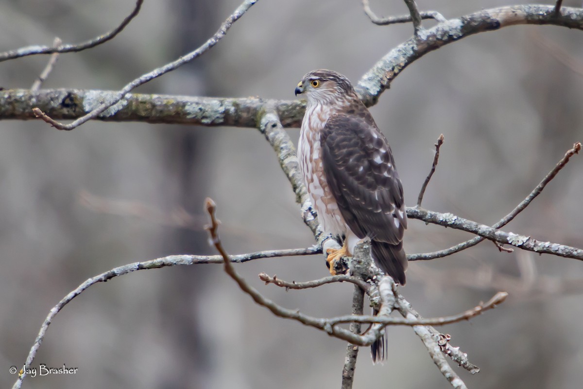 Sharp-shinned Hawk - ML647579814