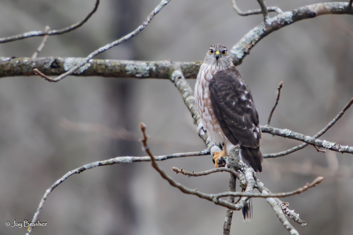 Sharp-shinned Hawk - ML647579815