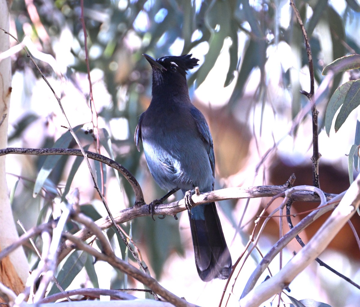 Steller Kargası - ML647579821