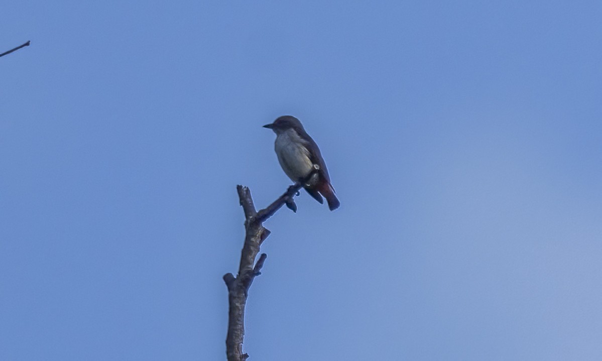 Mistletoebird - ML647579828
