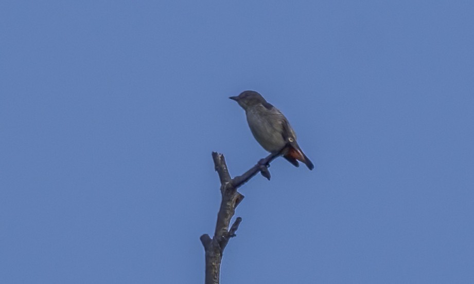 Picaflores Golondrina - ML647579829