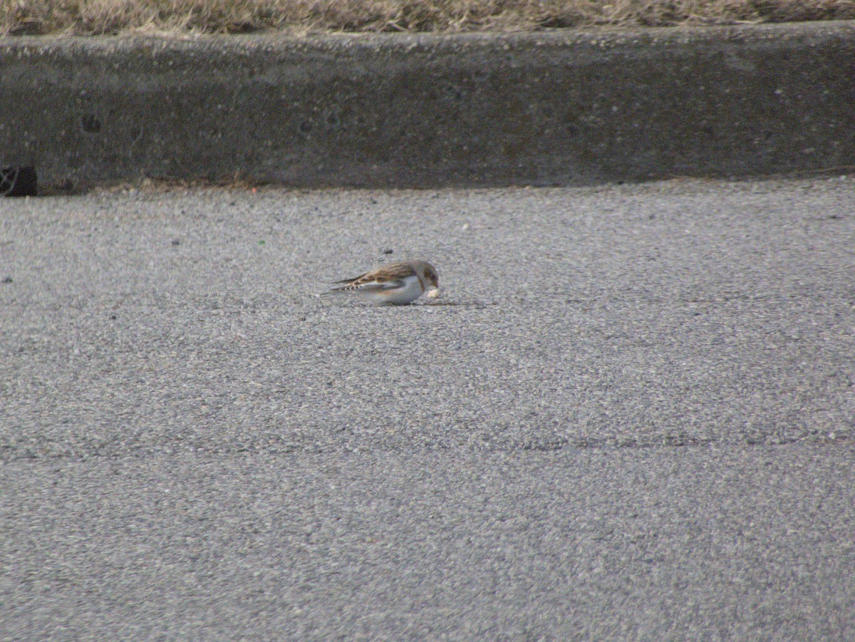 Snow Bunting - ML647579832