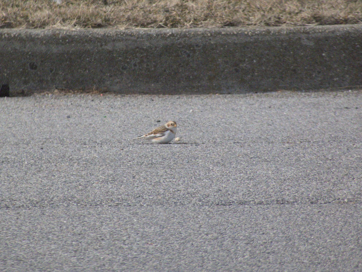 Snow Bunting - ML647579833