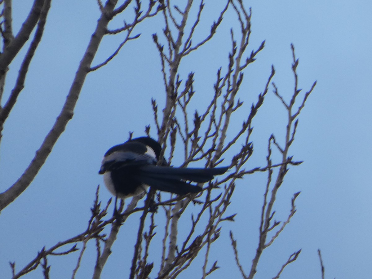 Eurasian Magpie - ML647579836