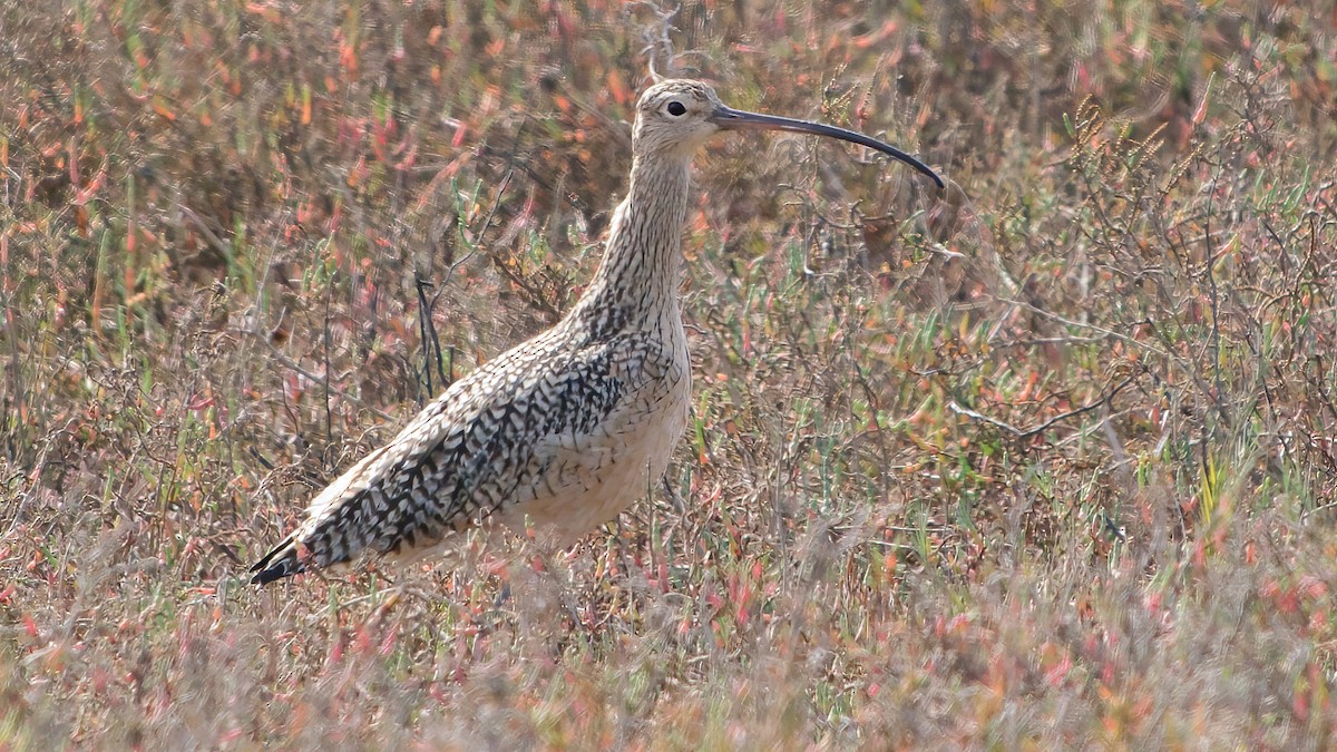 Long-billed Curlew - ML647579837