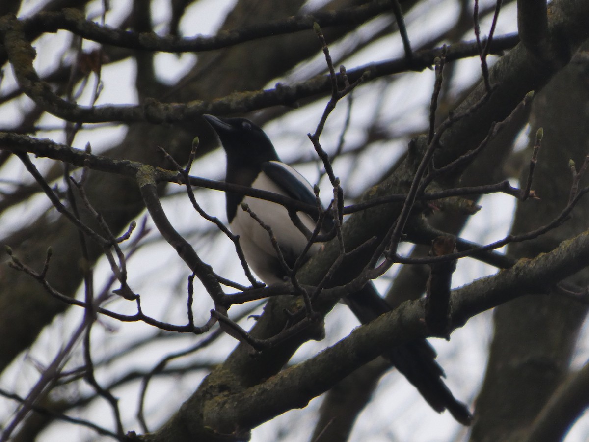 Eurasian Magpie - ML647579839