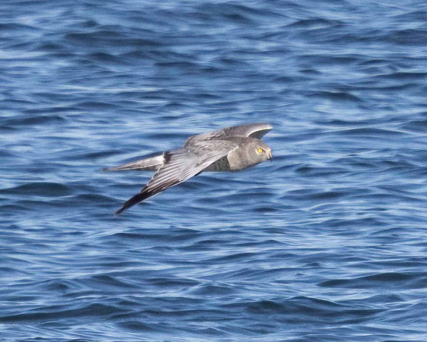 Northern Harrier - ML647579842