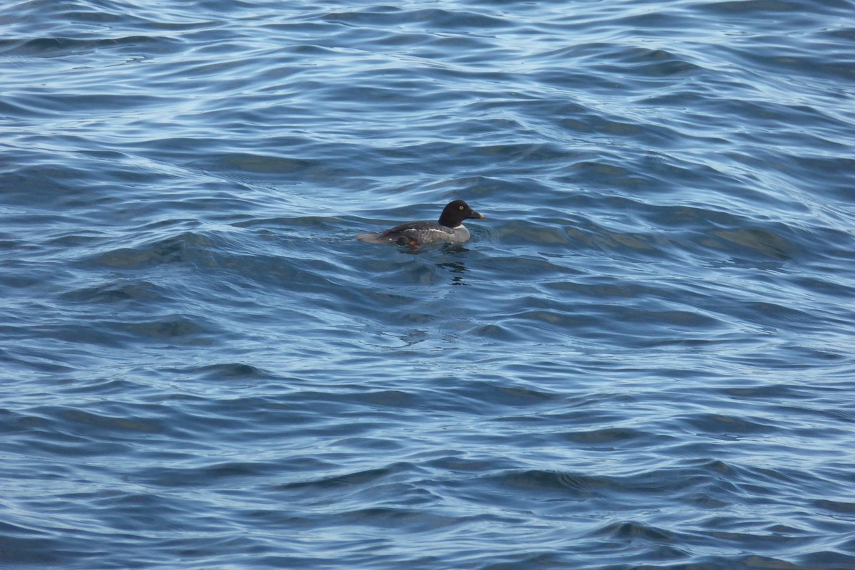 Common Goldeneye - ML647579848