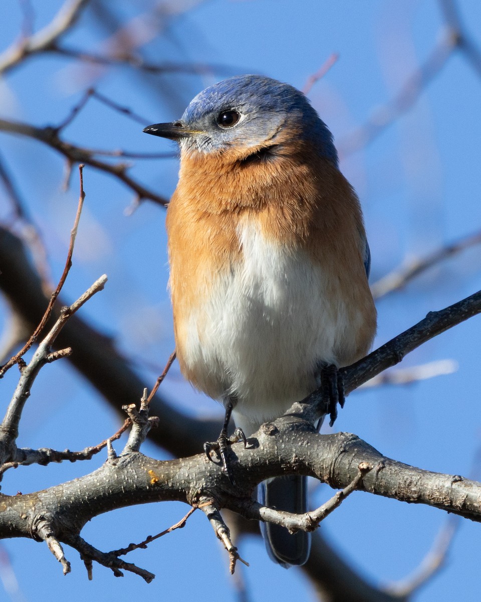 Eastern Bluebird - ML647579851