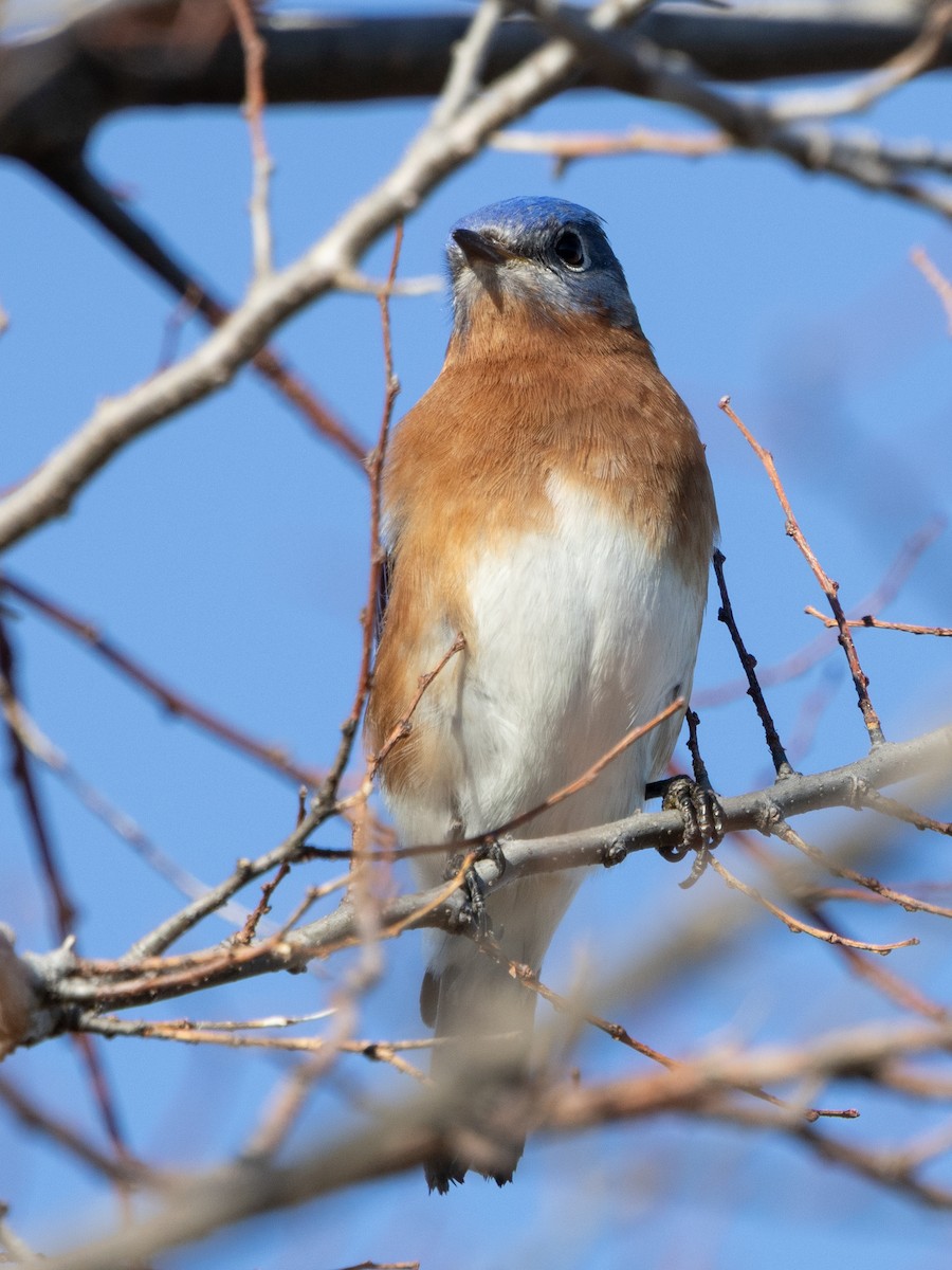 Eastern Bluebird - ML647579852