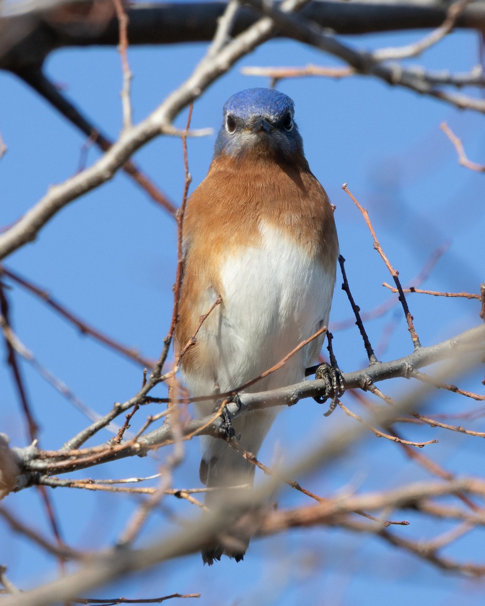 Eastern Bluebird - ML647579853
