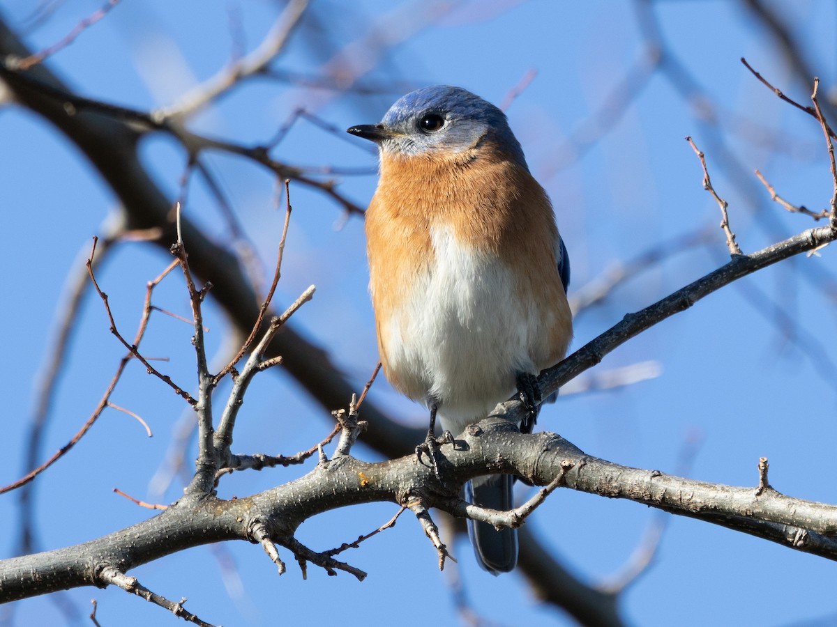 Eastern Bluebird - ML647579854