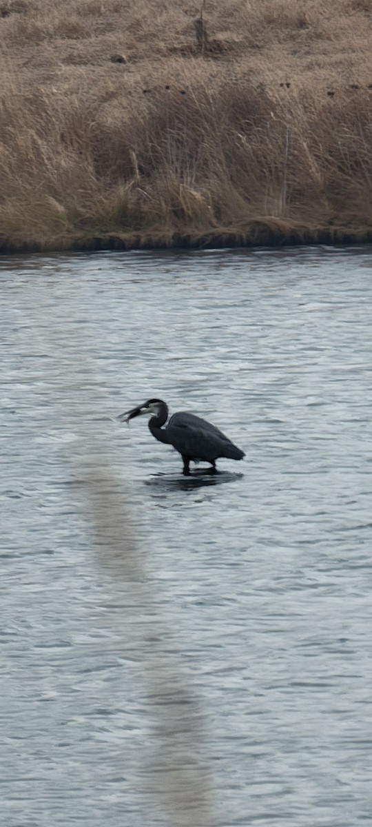 Great Blue Heron - ML647579855