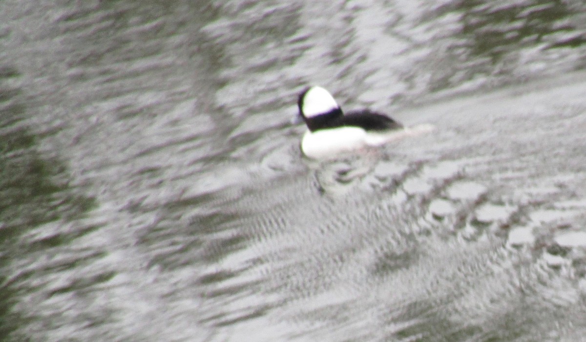 Bufflehead - ML647579856