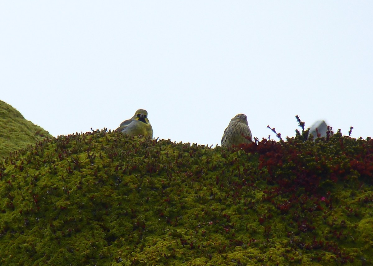 Yellow-bridled Finch - ML647579857