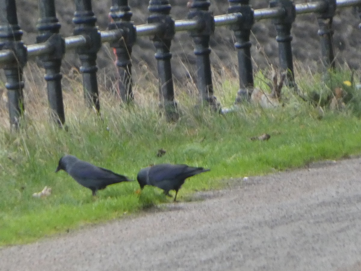 Eurasian Jackdaw - ML647579858