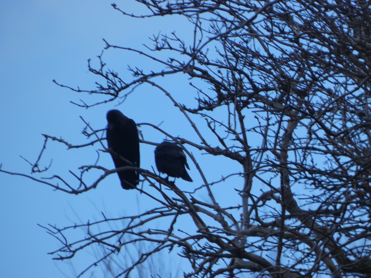 Eurasian Jackdaw - ML647579859