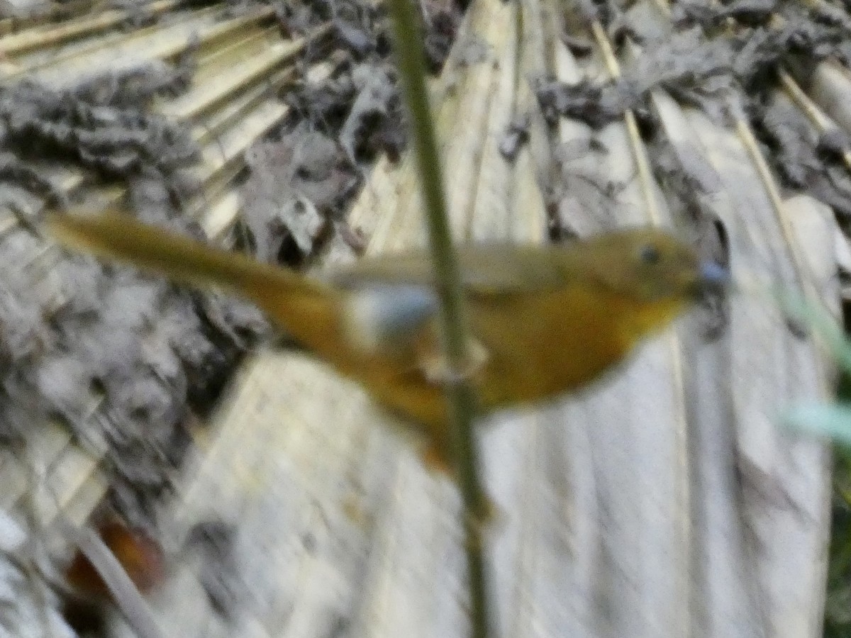 Red-throated Ant-Tanager - ML647579860