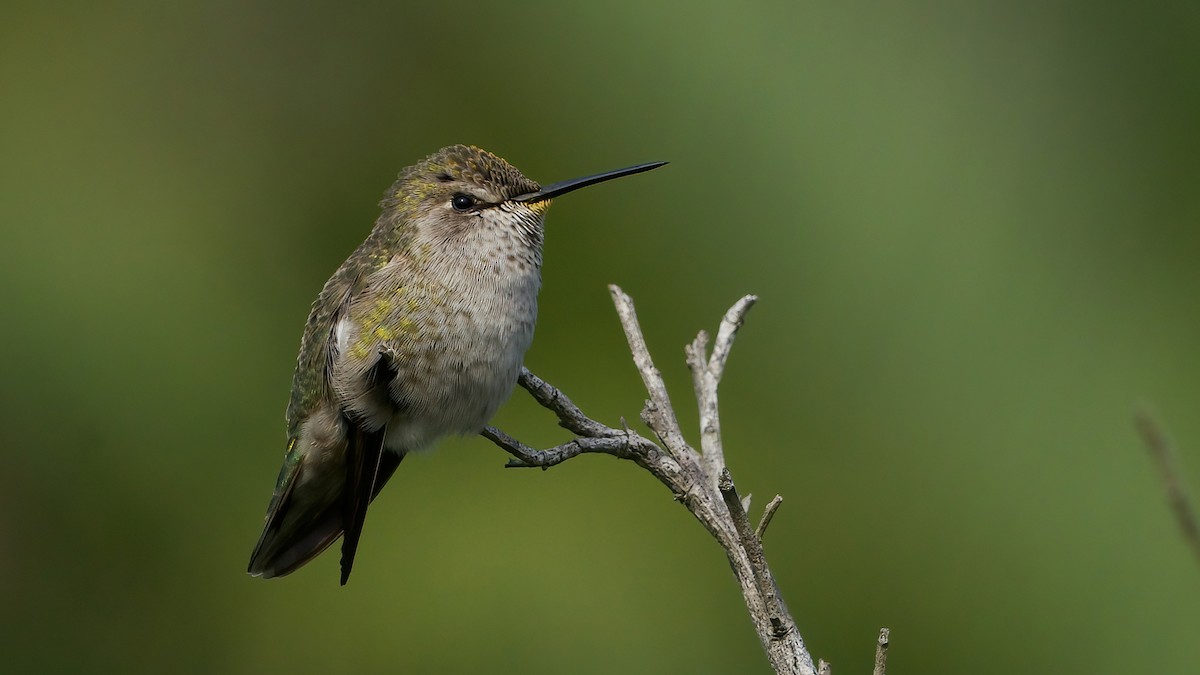 Anna's Hummingbird - ML647579861