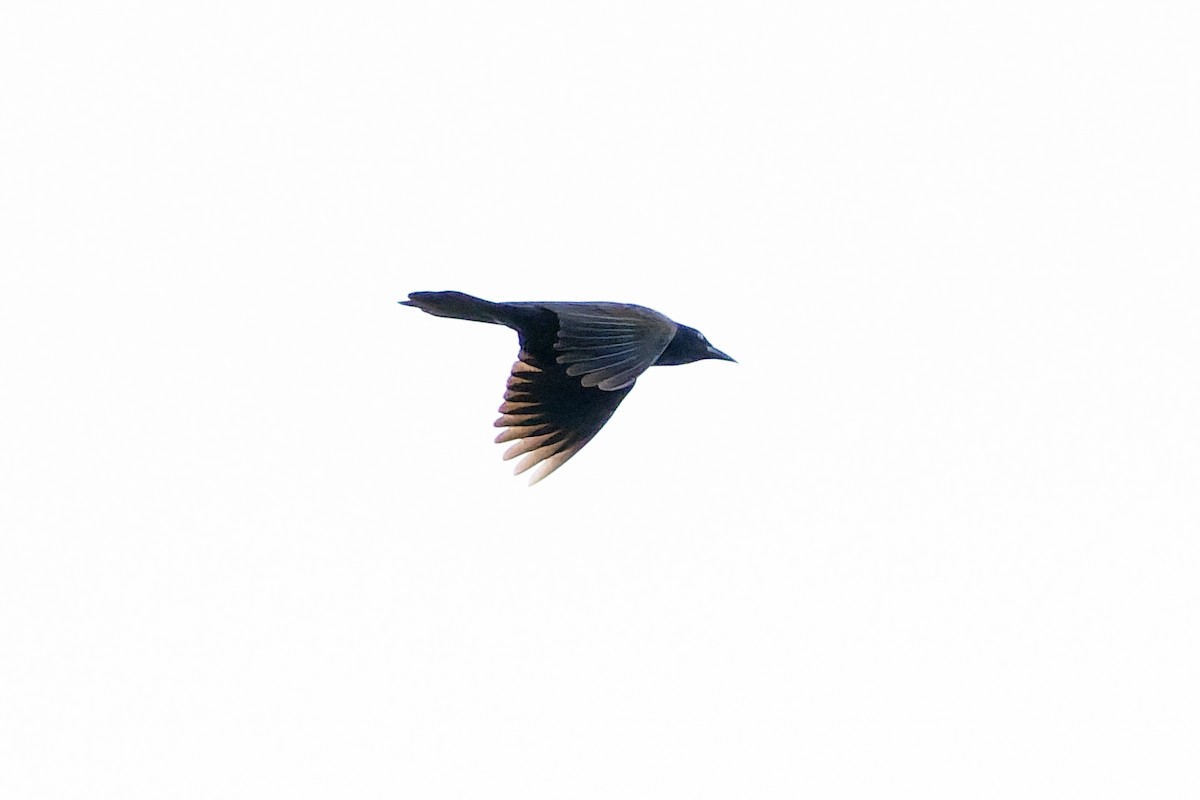 Common Grackle - ML647579862