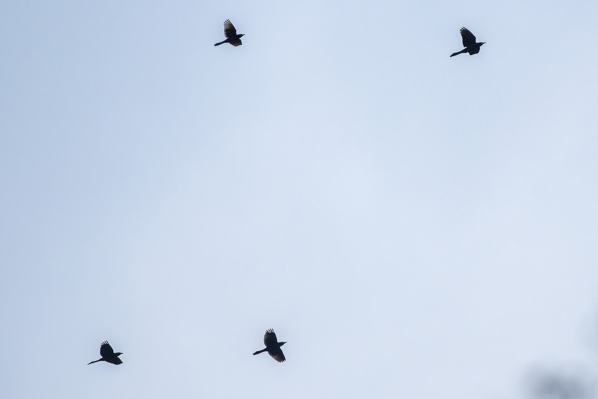 Common Grackle - ML647579863