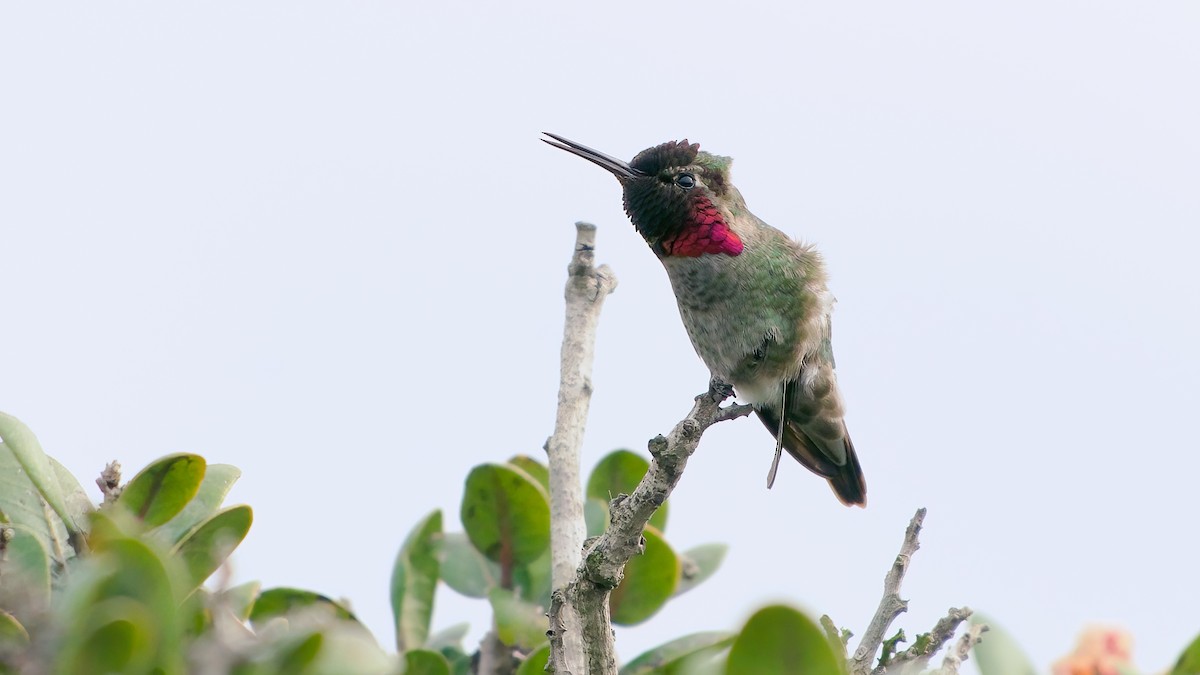 Anna's Hummingbird - ML647579864