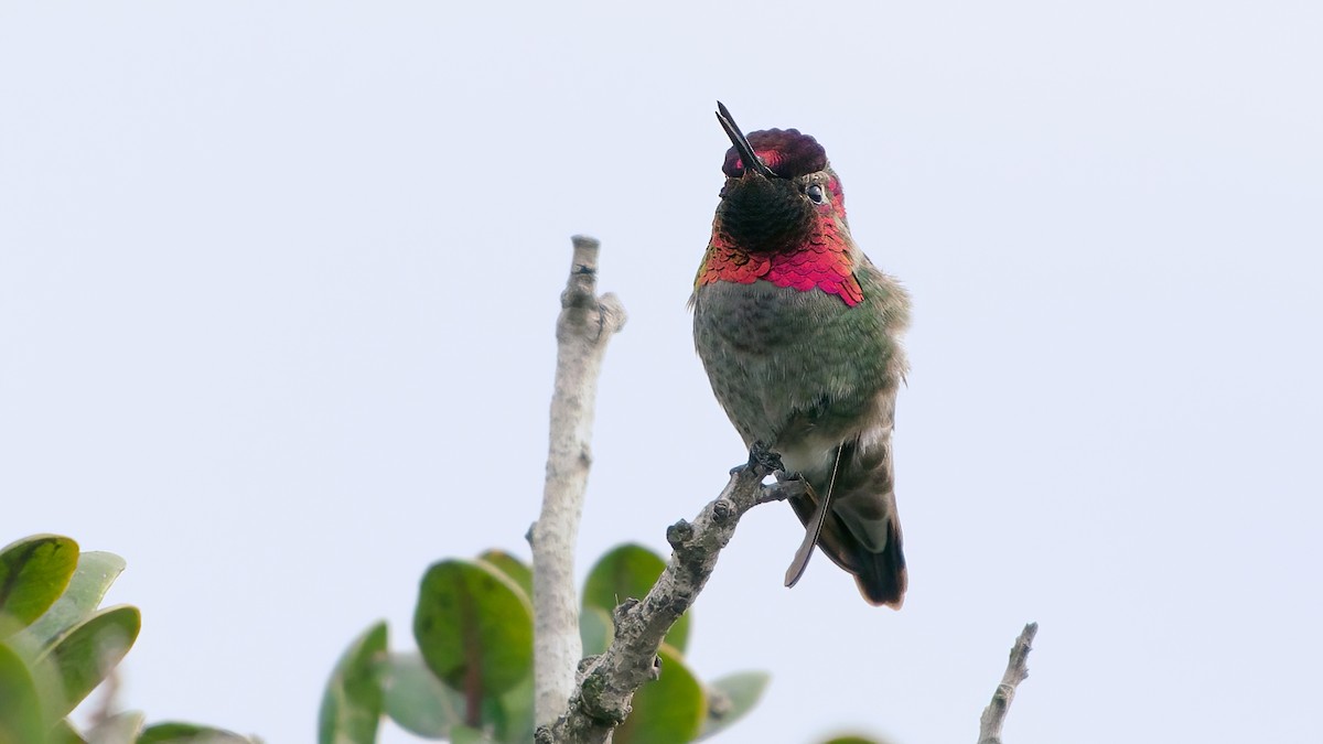 Anna's Hummingbird - ML647579865