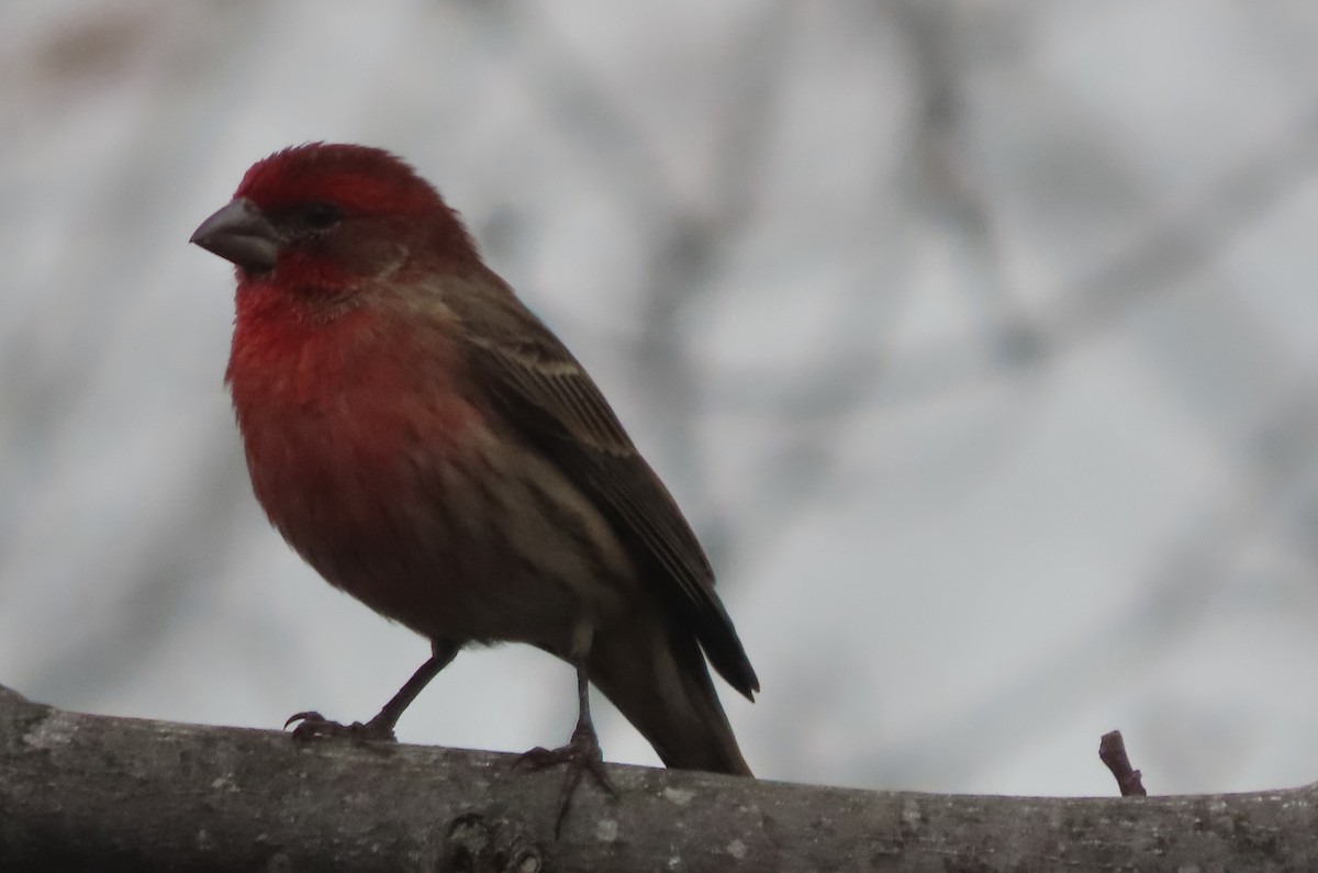 House Finch - ML647579866