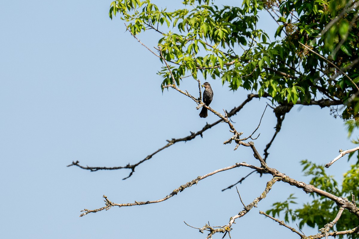 Red-winged Blackbird - ML647579875
