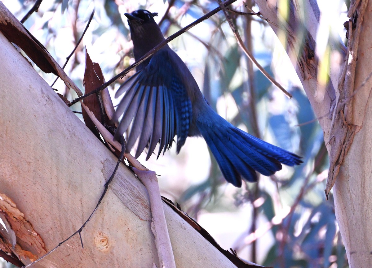 Steller Kargası - ML647579877