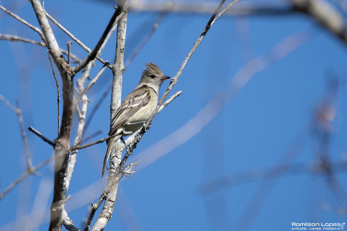 Yellow-bellied Elaenia - ML647579897