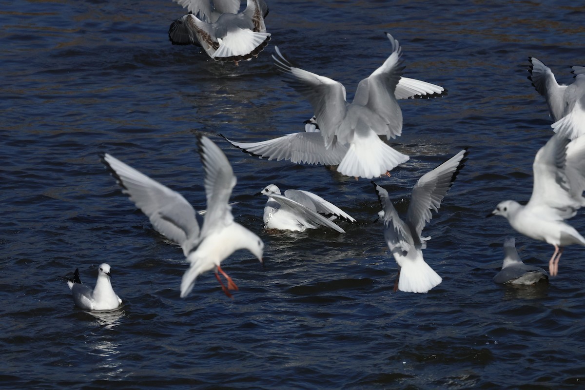 Bonaparte's Gull - ML647579909