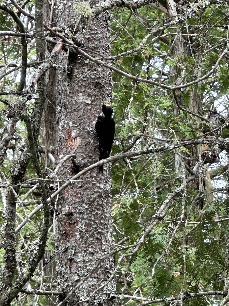 svartryggspett - ML647579910