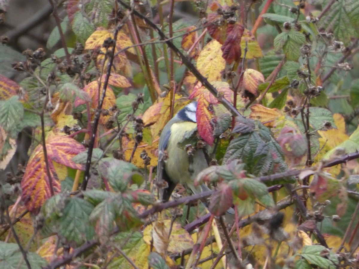 Eurasian Blue Tit - ML647579915