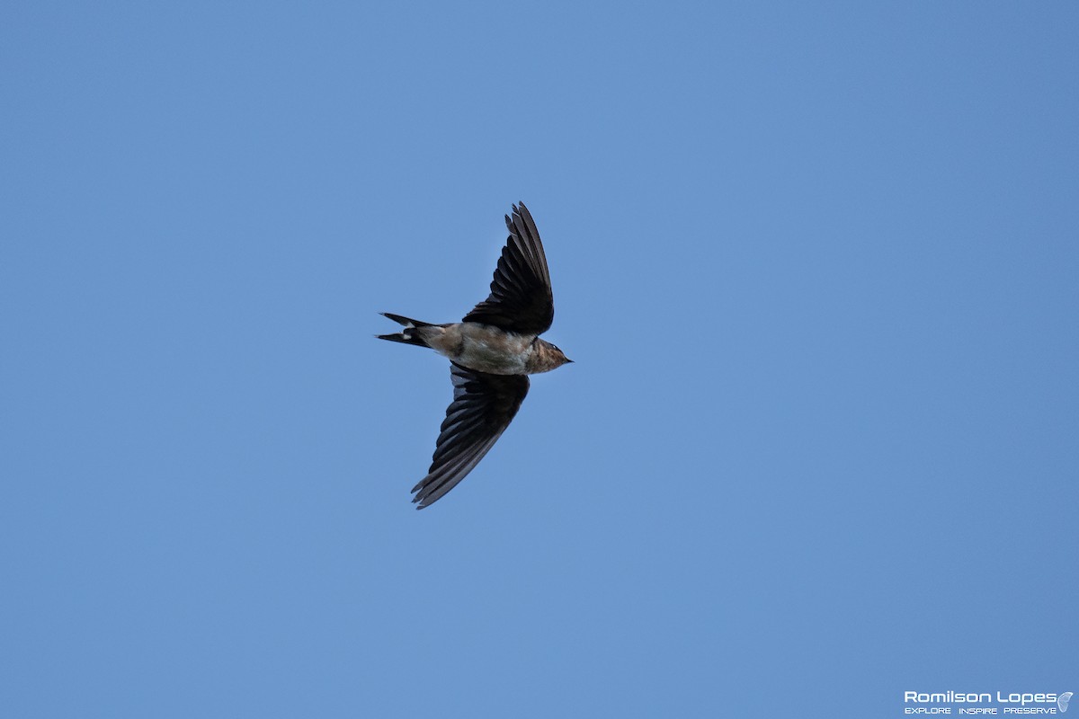 Ластівка сільська - ML647579918