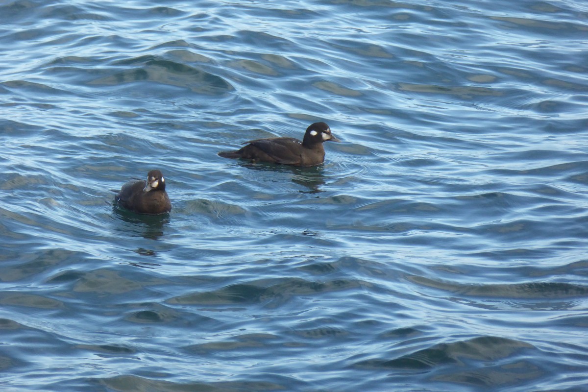 Harlequin Duck - ML647579926
