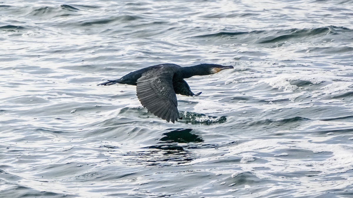 kormorán velký - ML647579948