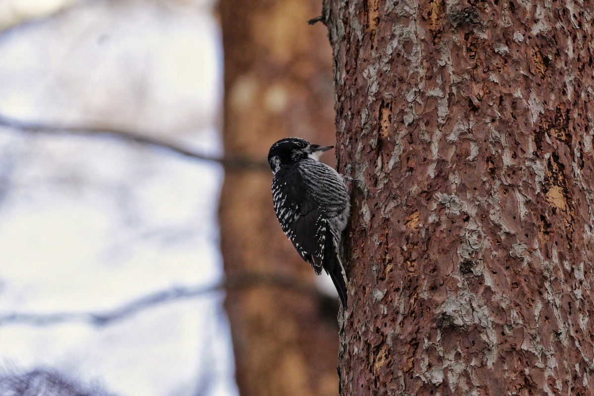 American Three-toed Woodpecker - ML647579955